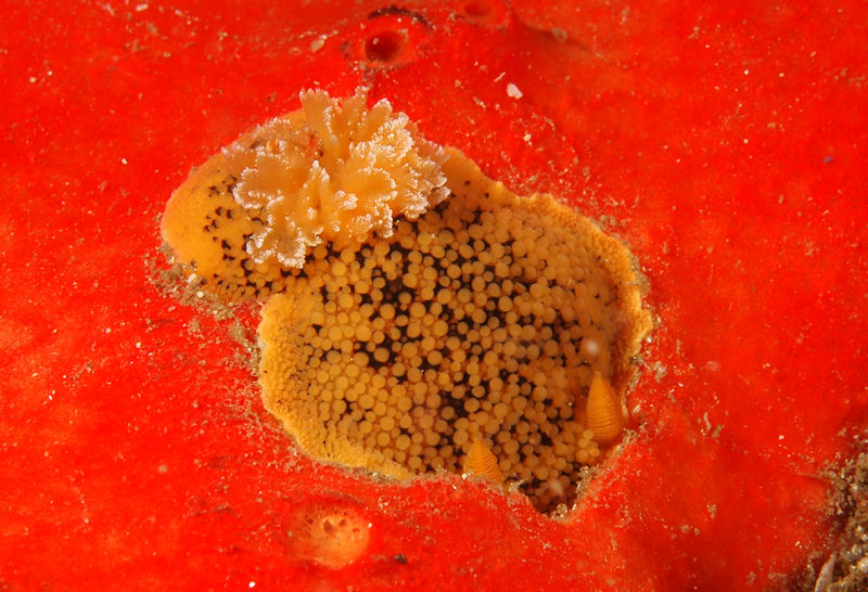 Peltodoris nobilis